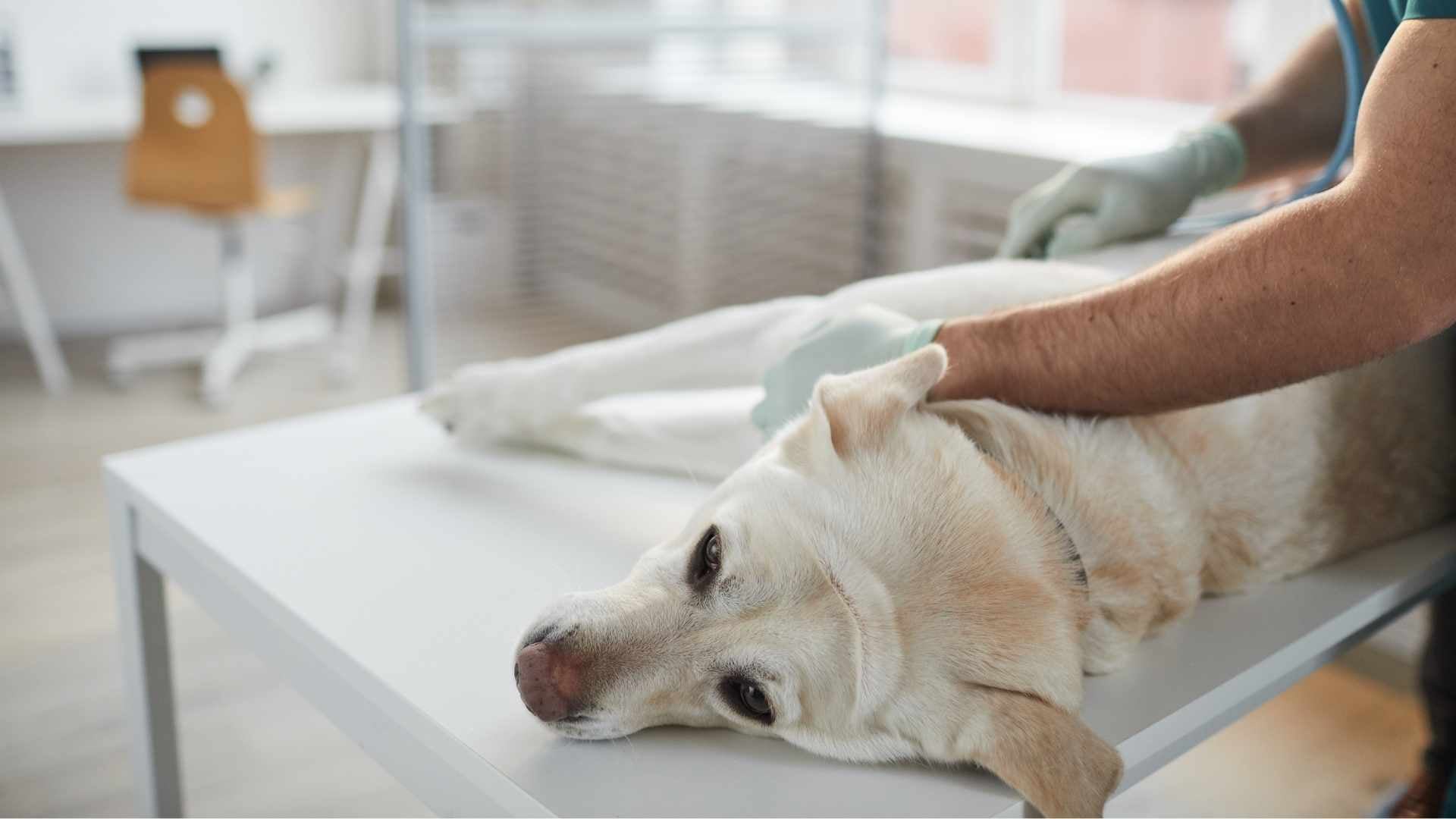 cuidados de un perro con epilepsia